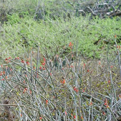 Euphorbia lomelii, photographed by Bill Levine