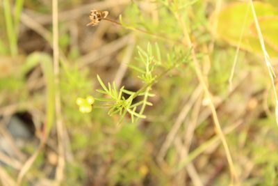 Heterosperma achaetum, photographed by Andrés Ramírez-Barrera