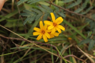 Tagetes zypaquirensis, photographed by Andrés Ramírez-Barrera