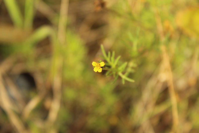 Heterosperma achaetum, photographed by Andrés Ramírez-Barrera