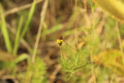 Heterosperma achaetum, photographed by Andrés Ramírez-Barrera