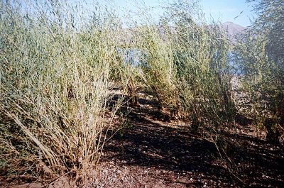 Salix ledebouriana, photographed by Георгий Виноградов (Georgy Vinogradov)