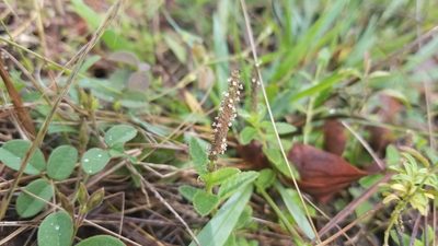 Acalypha chamaedrifolia, photographed by Michelle Sevcovas