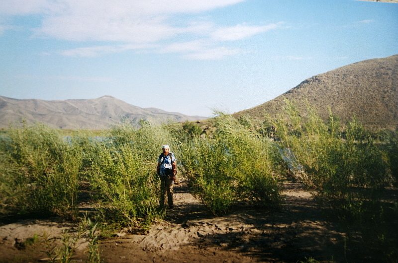 Salix ledebouriana, photographed by Георгий Виноградов (Georgy Vinogradov)