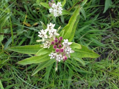 Asclepias pratensis, photographed by Oscar Alejandro Morales Juárez