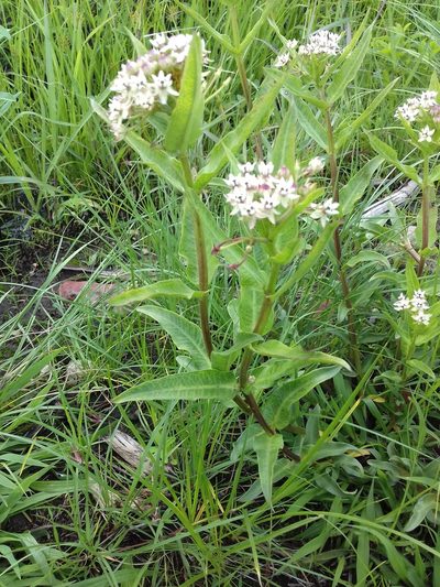 Asclepias pratensis, photographed by Oscar Alejandro Morales Juárez