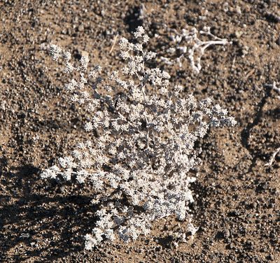 Tiquilia nesiotica, photographed by Seig