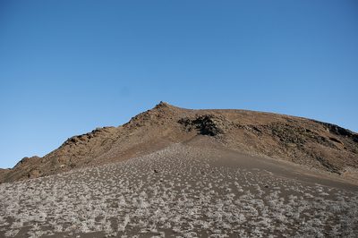 Tiquilia nesiotica, photographed by Seig