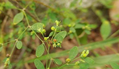 Paronychia canadensis, photographed by Taro Ietaka