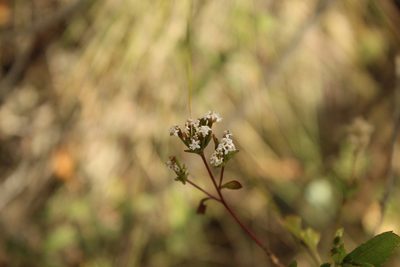 Stevia lucida, photographed by Andrés Ramírez-Barrera