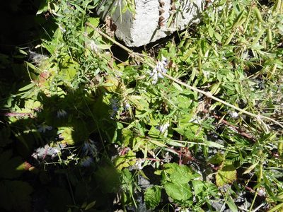 Vicia biennis, photographed by Силаева Татьяна Борисовна