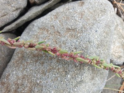 Suaeda calceoliformis, photographed by Étienne Léveillé-Bourret