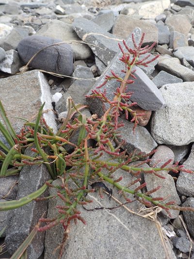 Salicornia maritima, photographed by Étienne Léveillé-Bourret