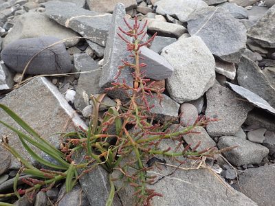 Salicornia maritima, photographed by Étienne Léveillé-Bourret