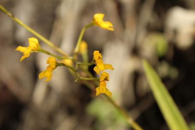 Cyrtochilum densiflorum, photographed by Andrés Ramírez-Barrera