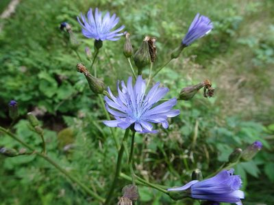 Lactuca plumieri, photographed by Thomas Koffel