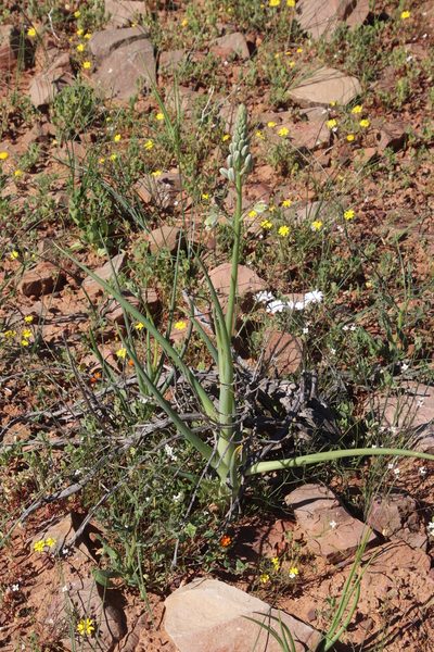 Albuca decipiens, photographed by Tony Rebelo