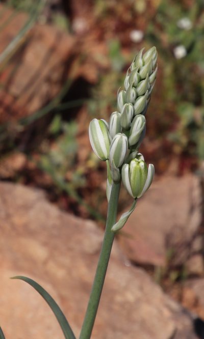Albuca decipiens, photographed by Tony Rebelo
