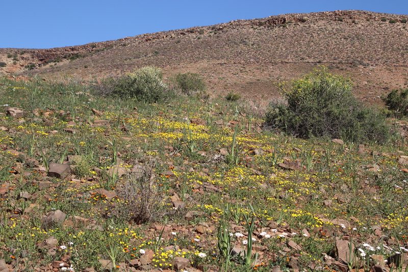 Albuca decipiens, photographed by Tony Rebelo