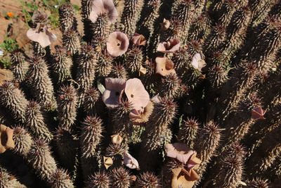 Hoodia gordonii, photographed by Tony Rebelo