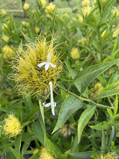Justicia croceochlamys, photographed by Grete Pasch