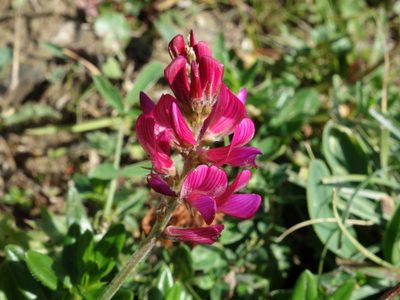 Onobrychis montana, photographed by Wolfgang Jauch