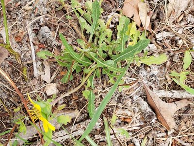 Berlandiera subacaulis, photographed by Arturo Santos