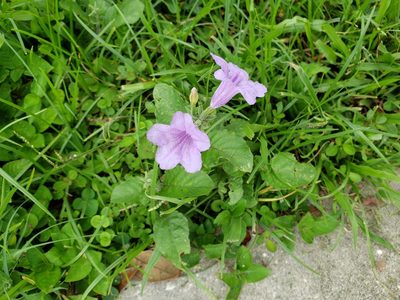 Ruellia ciliatiflora, photographed by Arturo Santos