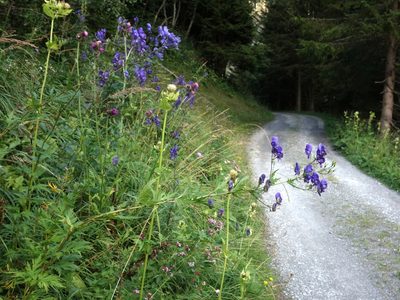 Aconitum degenii, photographed by Wolfgang Jauch
