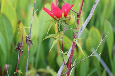Hibiscus coccineus, photographed by Rich Sommer