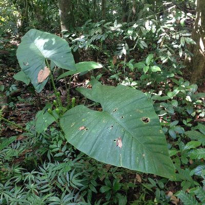 Alocasia zebrina, photographed by Dag Endresen