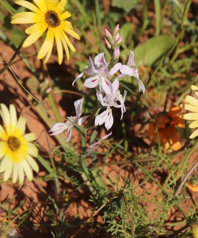 Lapeirousia divaricata, photographed by Tony Rebelo