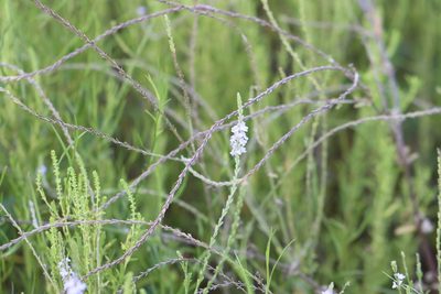 Verbena xutha, photographed by Rich Sommer