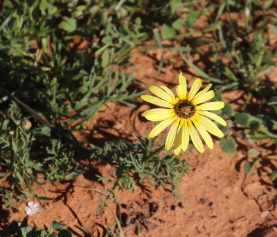 Ursinia cakilefolia, photographed by Tony Rebelo