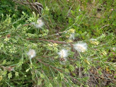 Salix taxifolia, photographed by Alexis López Hernández