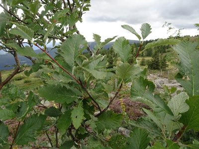 Hedlundia mougeotii, photographed by Thomas Koffel
