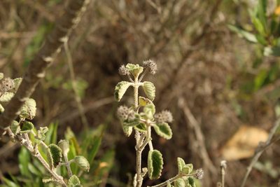 Mesosphaerum perbullatum, photographed by Andrés Ramírez-Barrera