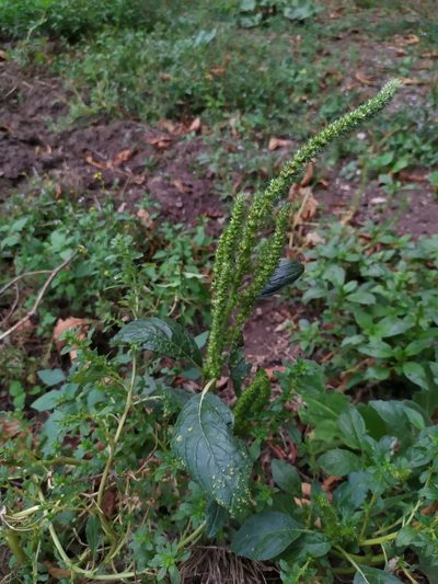 Amaranthus powellii, photographed by carnifex