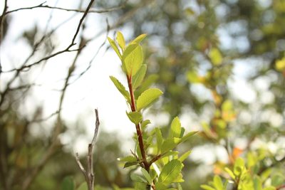 Hesperomeles obtusifolia, photographed by Andrés Ramírez-Barrera