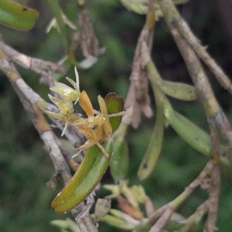 Epidendrum ramosum, photographed by Arthur de Jesús Chavarría Pérez