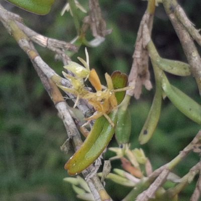 Epidendrum ramosum, photographed by Arthur de Jesús Chavarría Pérez