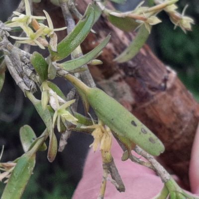 Epidendrum ramosum, photographed by Arthur de Jesús Chavarría Pérez