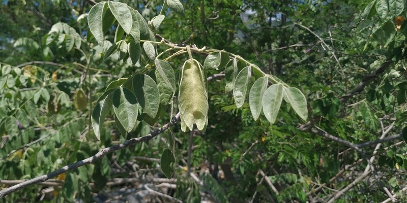 Morkillia acuminata, photographed by Tereso Hernández Morales