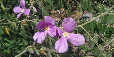 Morkillia acuminata, photographed by Tereso Hernández Morales