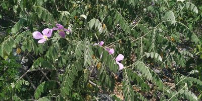 Morkillia acuminata, photographed by Tereso Hernández Morales