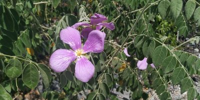 Morkillia acuminata, photographed by Tereso Hernández Morales