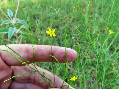 Gutierrezia texana, photographed by Annika Lindqvist