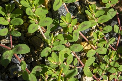 Euphorbia humistrata, photographed by scott_young