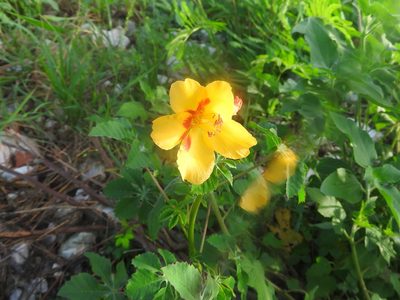 Cochlospermum wrightii, photographed by Juan Cruzado Cortés