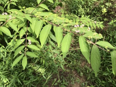 Callicarpa dichotoma, photographed by Michael Pirrello